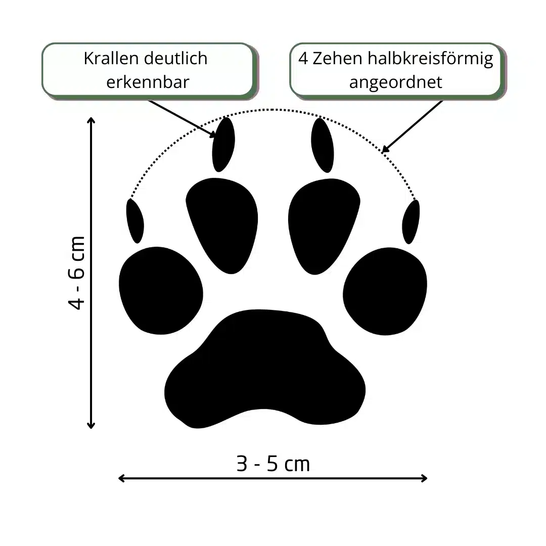 Marderhund Spuren erkennen - Wildtiere in Europa
