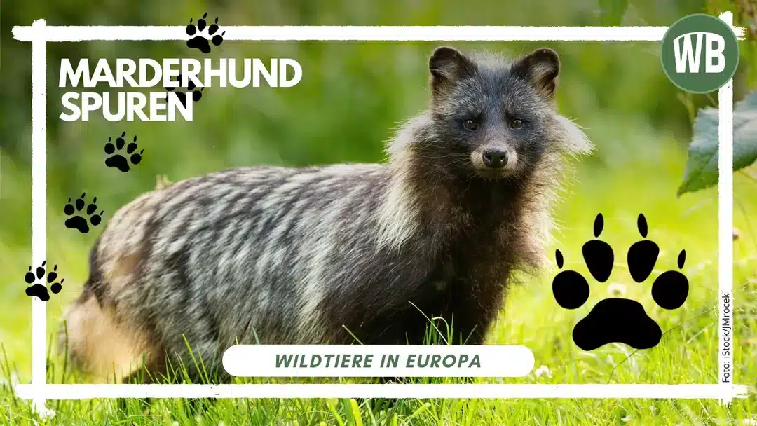 Marderhund Spuren und wie man sie erkennt - Wildtiere in Europa Marderhund Spuren und wie man sie erkennt - Wildtiere in Europa