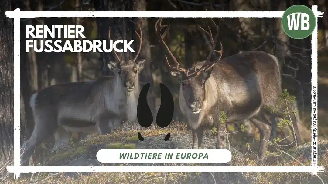Rentier FuĂźabdruck - Wildtiere in Europa Rentier FuĂźabdruck - Wildtiere in Europa