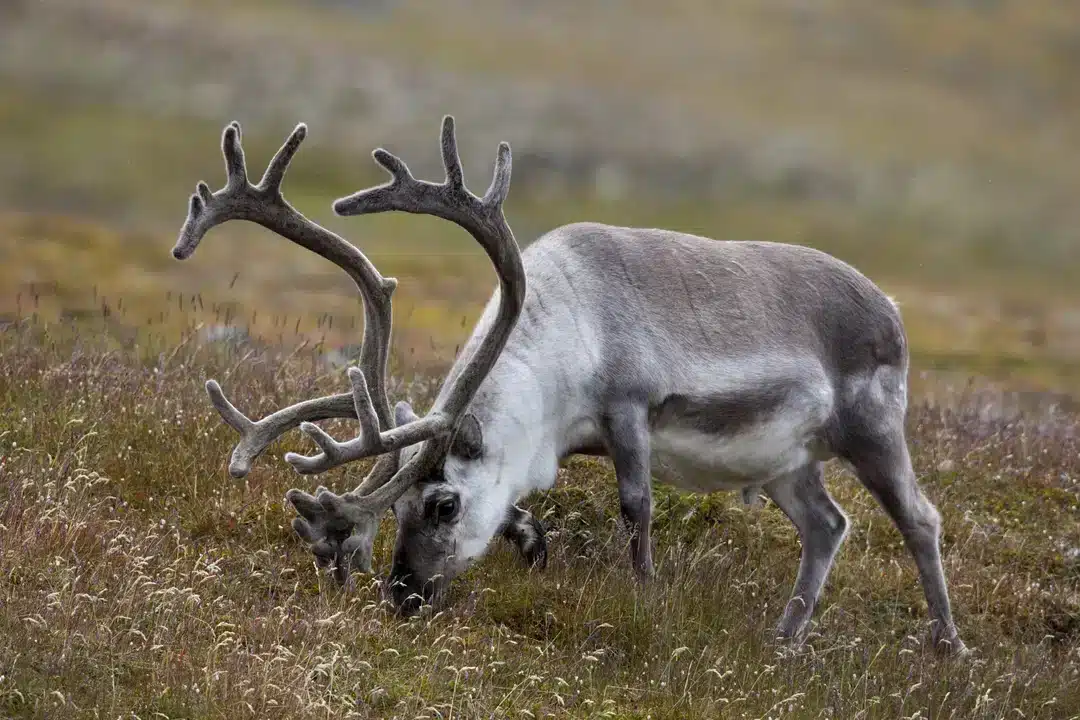 Rentier Geweih - Wildtiere in Europa