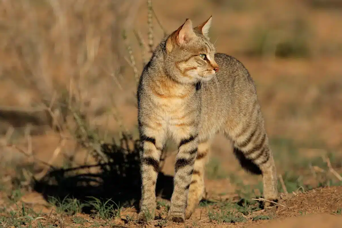 Asiatische Wildkatze (Steppenkatze) – Felis lybica ornata<br />
