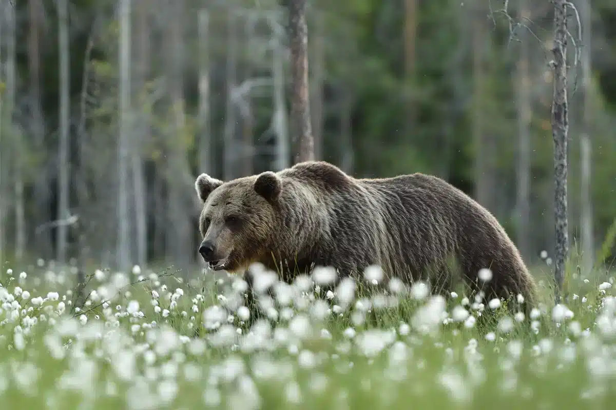 Alter Braunbär - Wildtiere in Europa