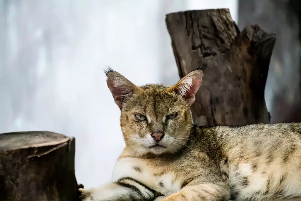 Asiatische Wildkatze (Steppenkatze) – Felis lybica ornata<br />
