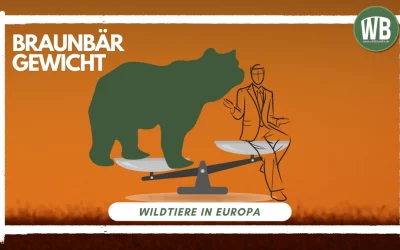 Gewicht Braunbär – Ein Einblick in die imposanten Dimensionen