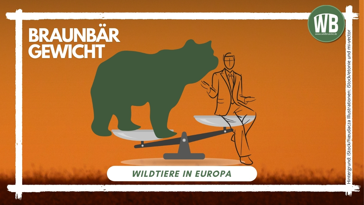 Beitragsbild Braunbär Gewicht - Wildtiere in Europa