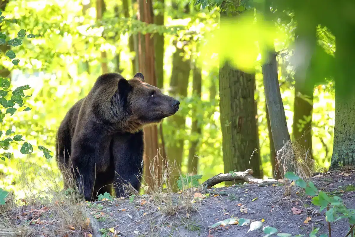 BraunbÀr Alter - Wildtiere in Europa BraunbÀr Alter - Wildtiere in Europa