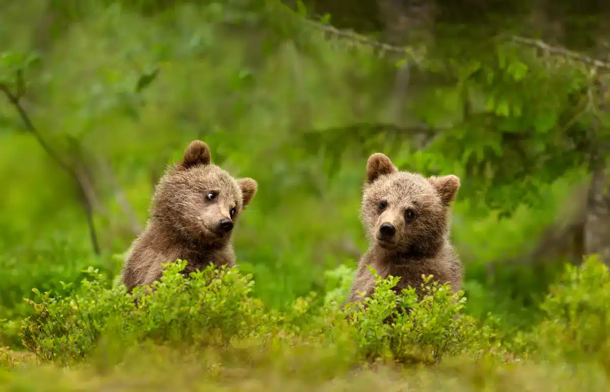 Braunbär Babys - Wildtiere in Europa