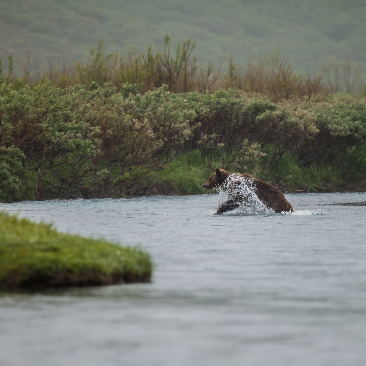 Braunbär Geschwindigkeit im Wasser - Wildtiere in Europa
