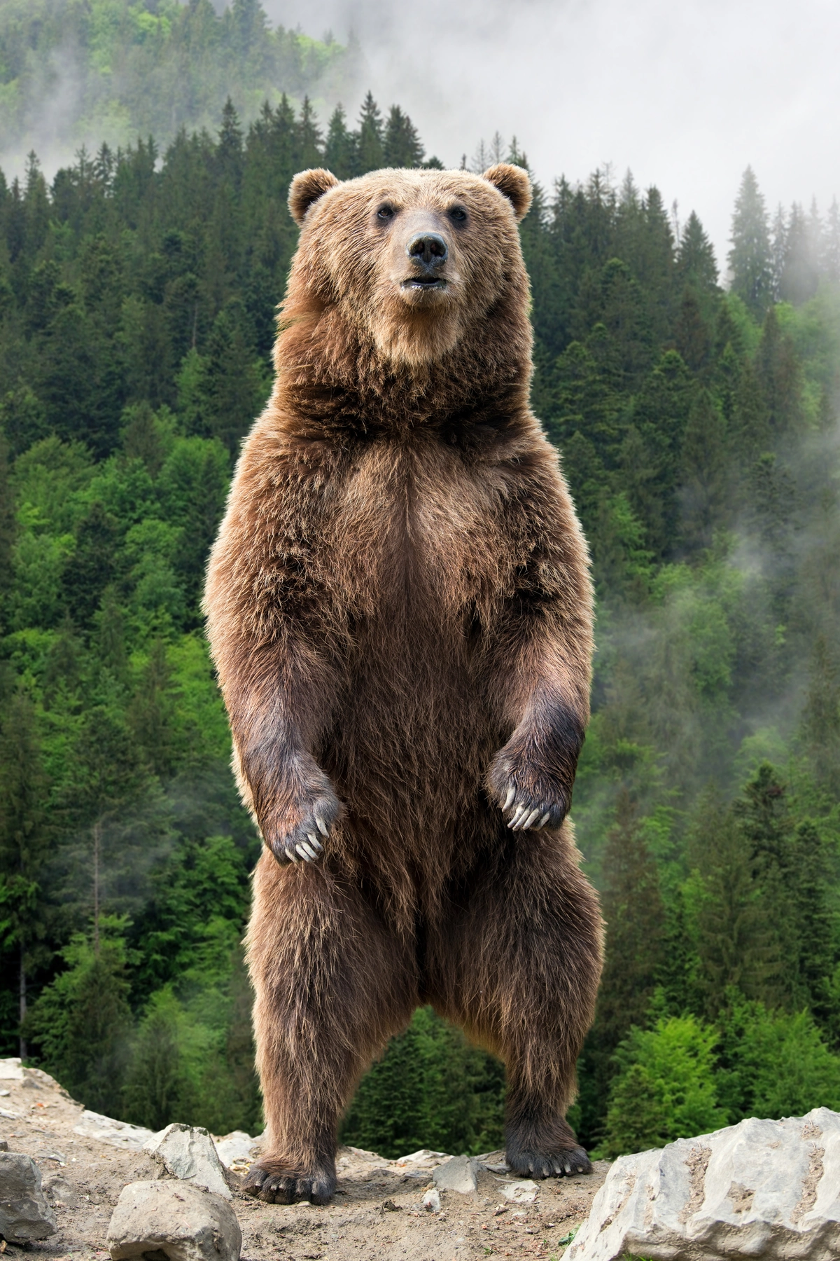Braunbär Größe stehend - Wildtiere in Europa