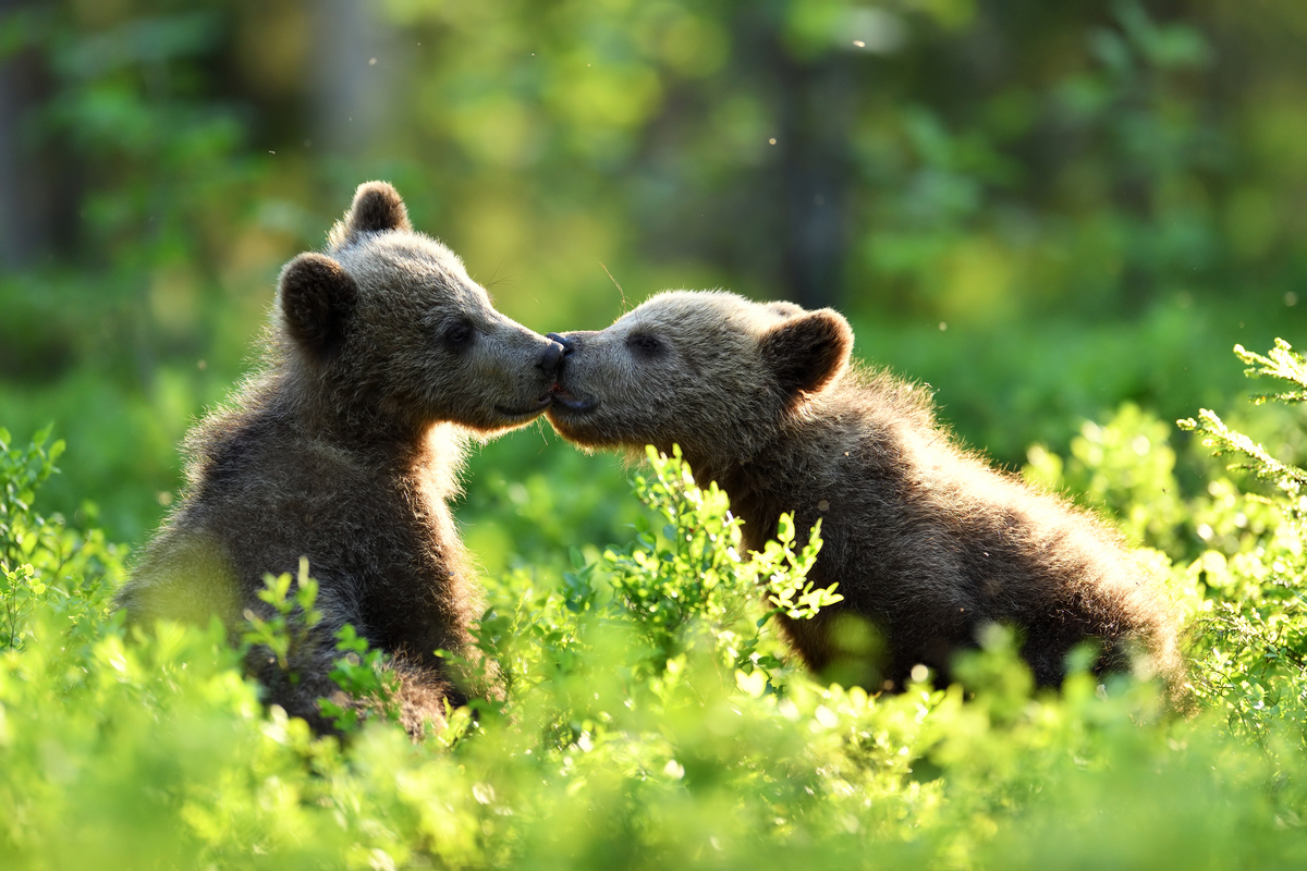 Braunbär Junges im Lebensraum Braunbär im Wald - Wildtiere in Europa