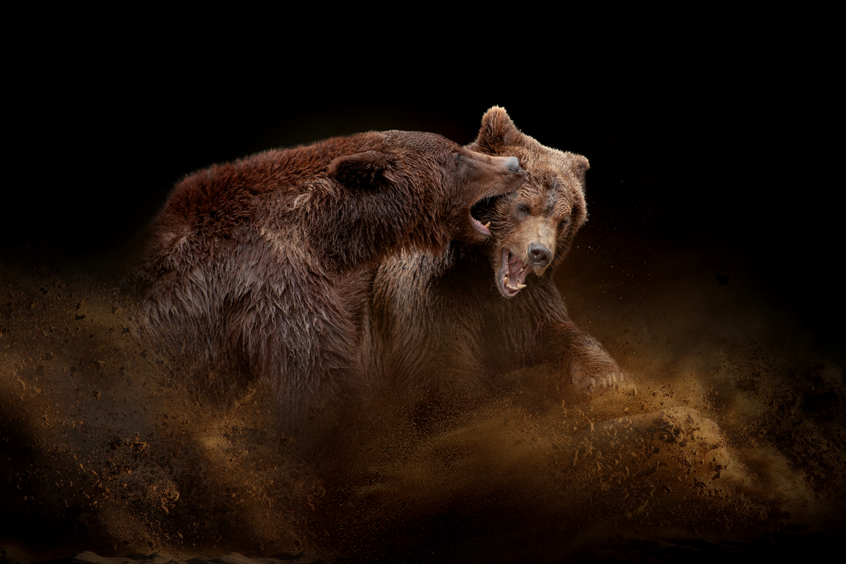Braunbär gefährlich - Wildtiere in Europa