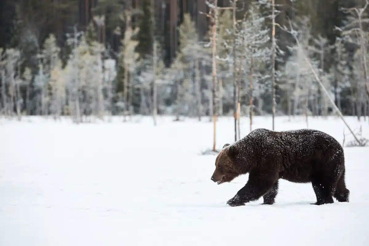 Braunbär im Schnee - Wildtiere in Europa