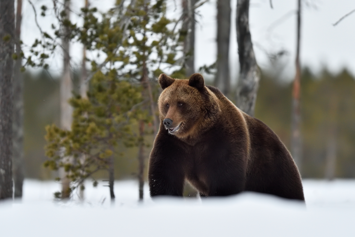 Braunbär nach dem Winterschlaf - Wildtiere in Europa