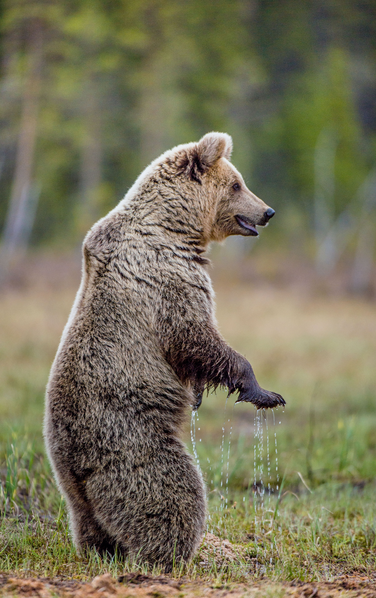 Braunbär stehend auf einer Wiese - Wildtiere in Europa