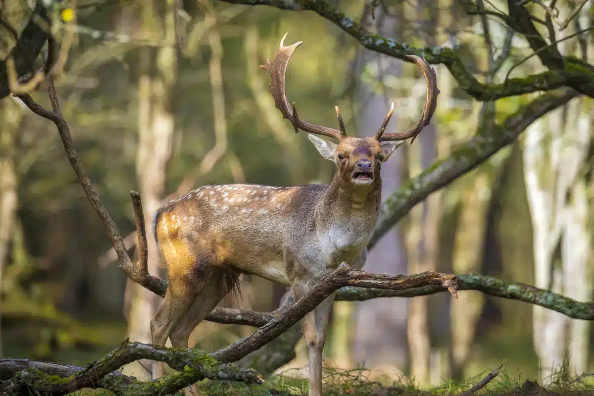 Damhirsch Brunft - Damhirsch beim rülpsen - Wildtiere in Europa
