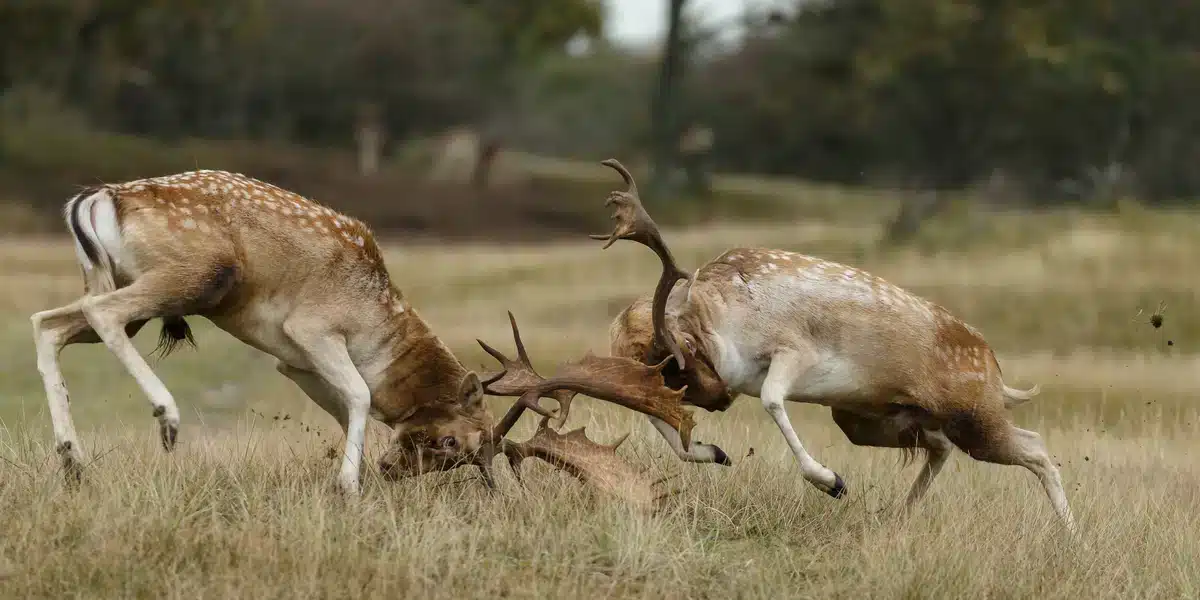 Damhirsch Brunft - Damhirsche beim kämpfen - Wildtiere in Europa