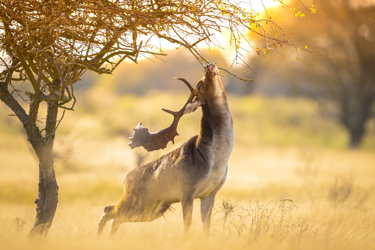 Damhirsch Gewicht - Wie schwer wird ein damhirsch - Wildtiere in Europa
