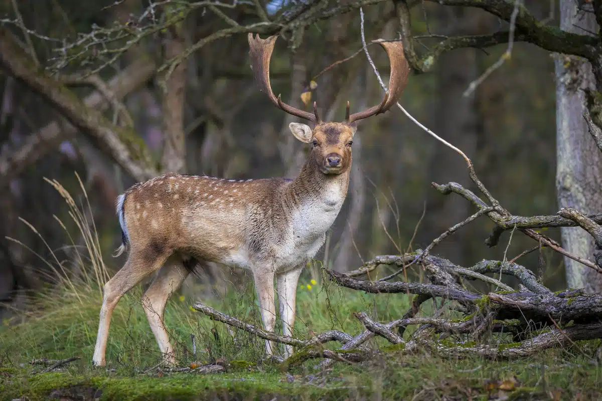 Damhirsch Lebensraum - Wildtiere in Europa