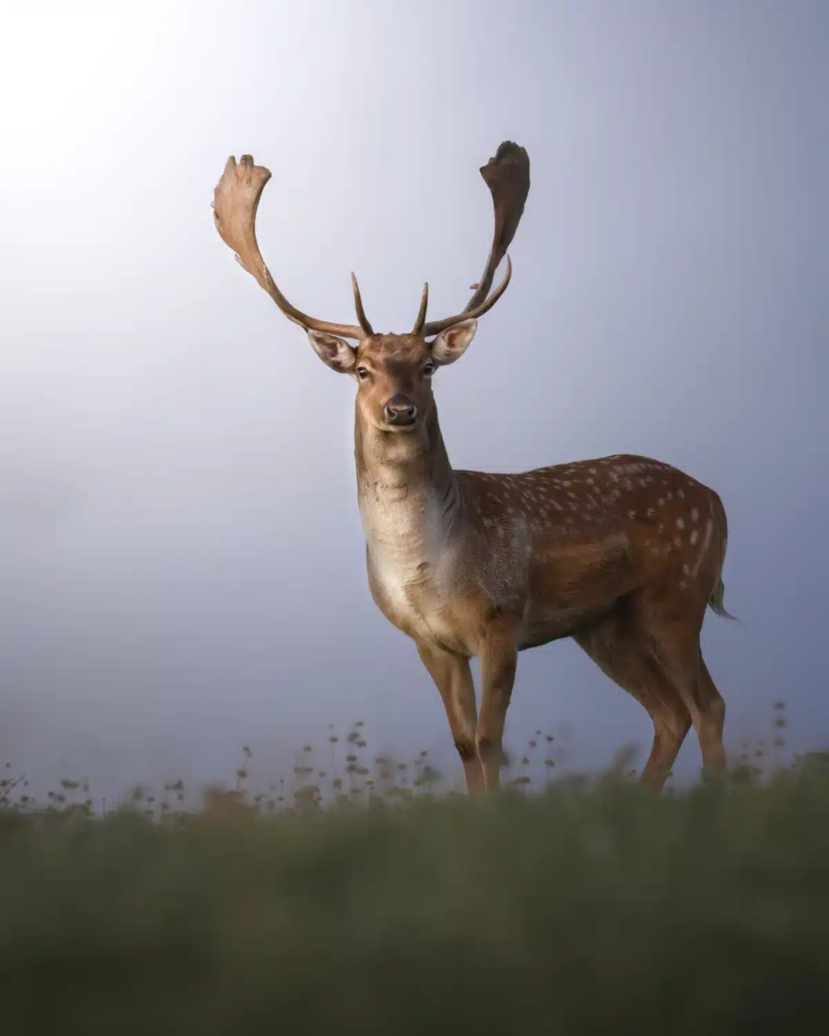Damhirsch - Wildtiere in Europa