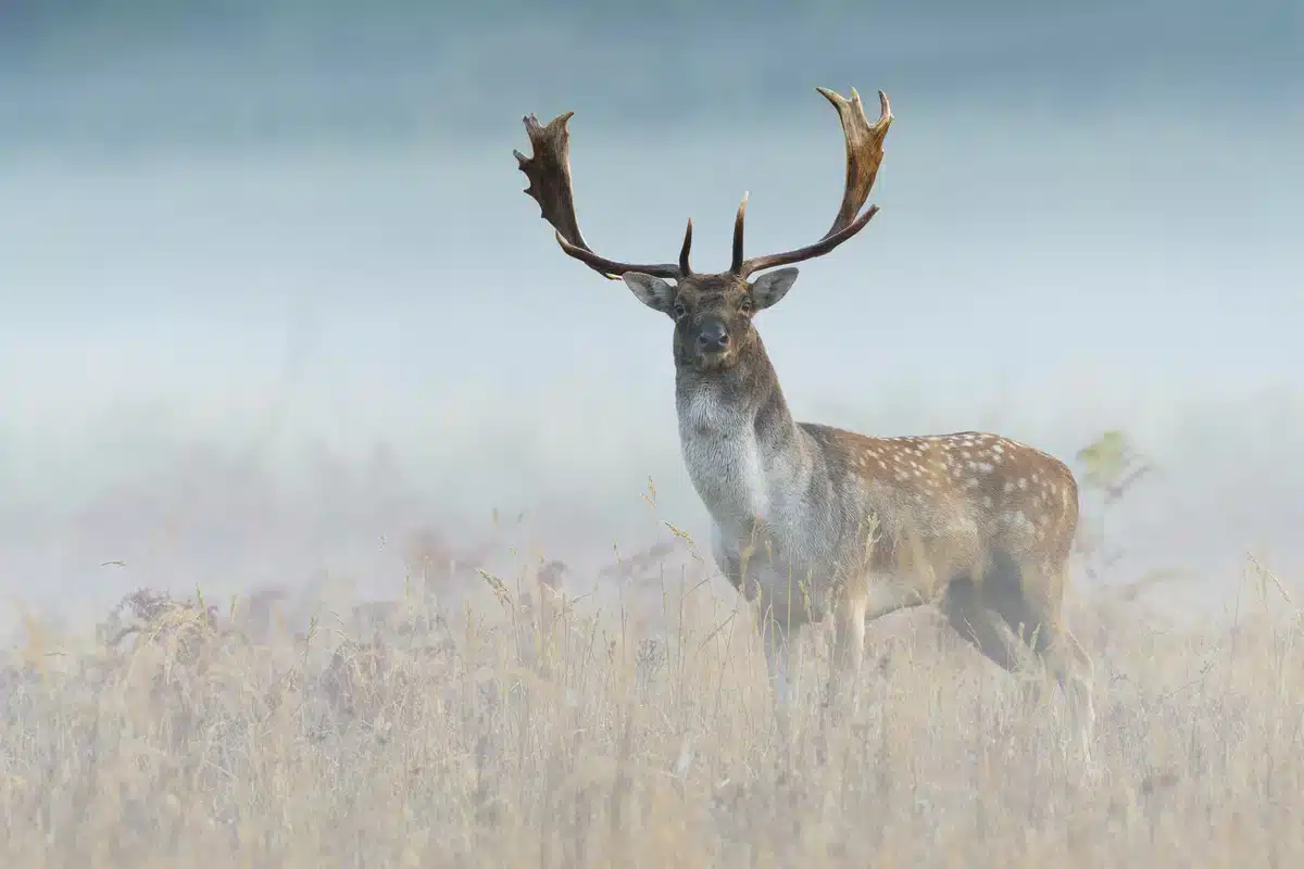Damhirsch auch Damwild genannt - Wildtiere in Europa Damhirsch auch Damwild genannt - Wildtiere in Europa