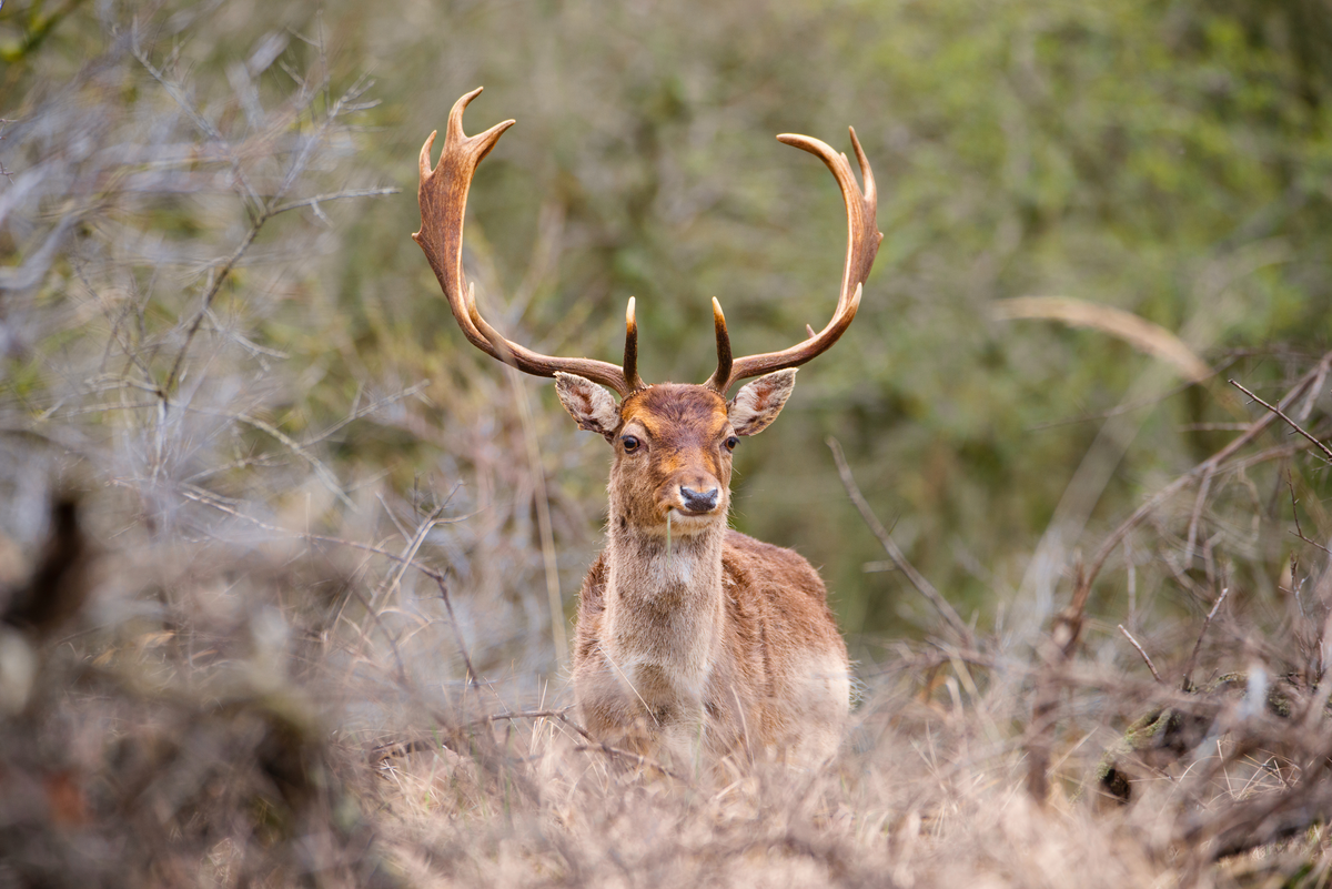 Damhirsch mit Geweih - Wildtiere in Europa