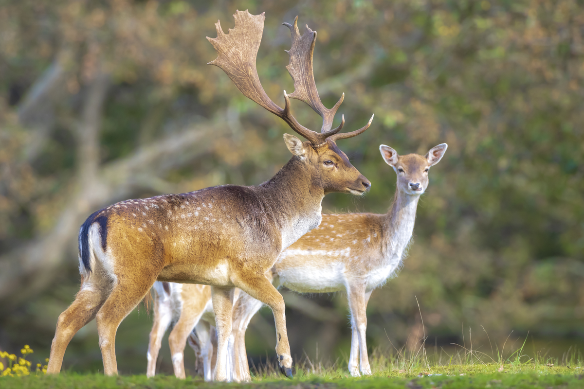 Damhirsch weiblich - Wildtiere in Europa