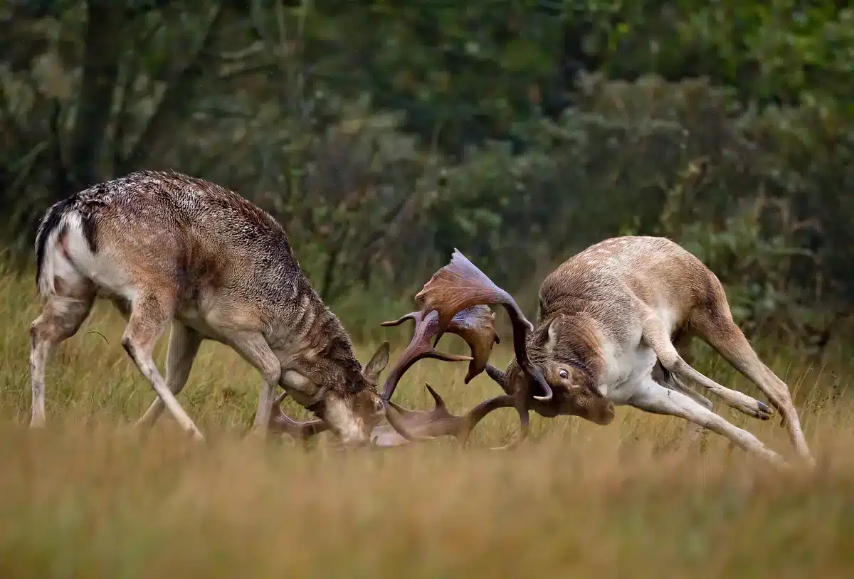 Damwild Brunftzeit - Damhirsch Kampf - Wildtiere in Europa