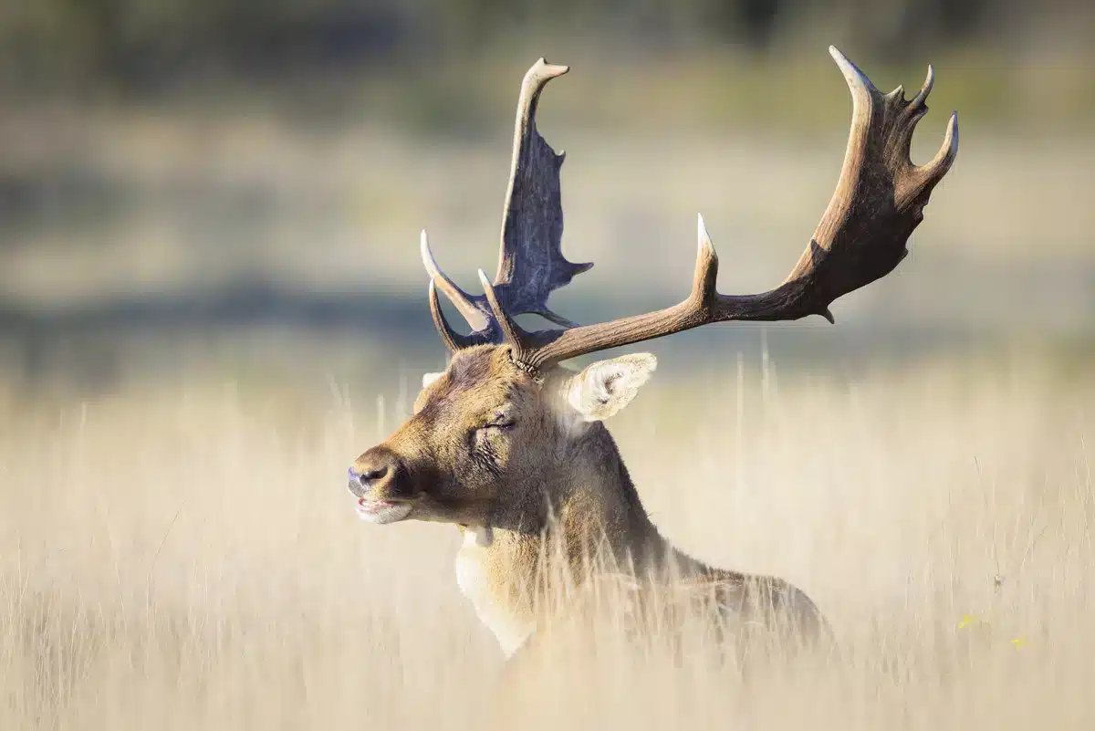 Damwild Geweih - Wildtiere in Europa