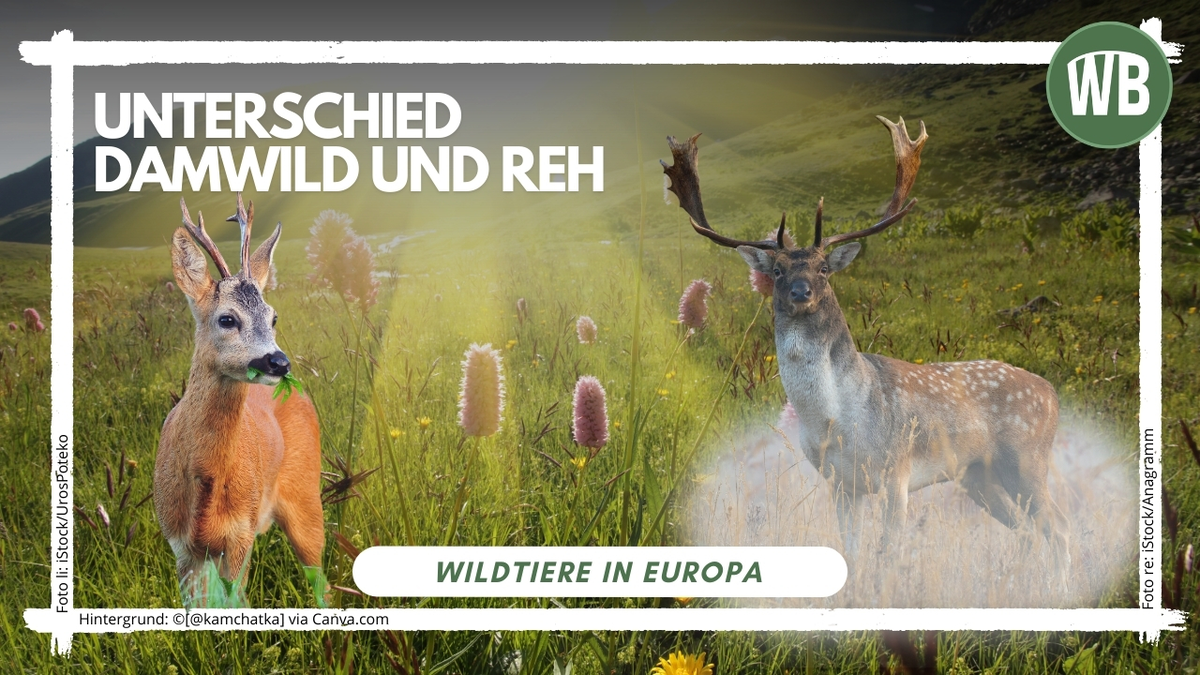 Damwild Reh Unterschied - Wildtiere in Europa