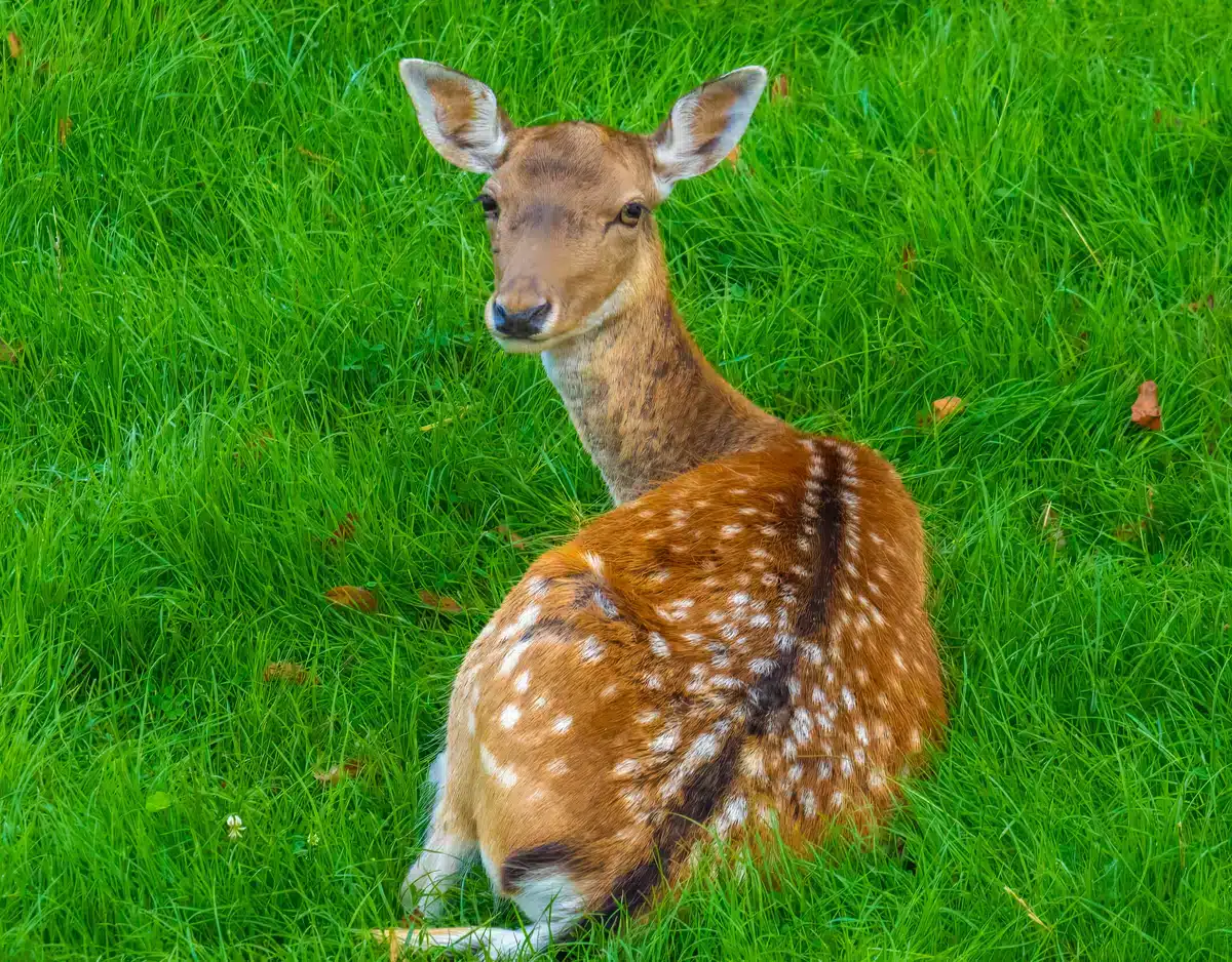 Damwild Setzzeit - Wildtiere in Europa Damwild Setzzeit - Wildtiere in Europa