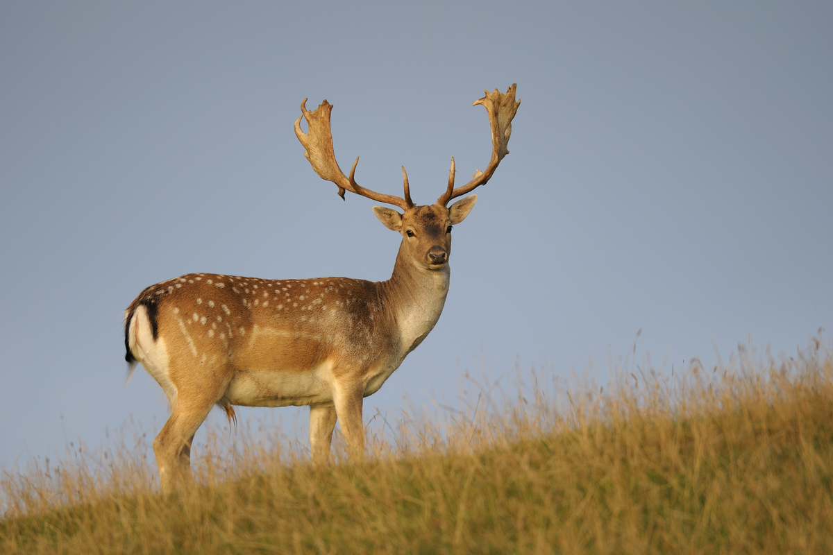 Damwild auf einer Wiese - Wildtiere in Europa