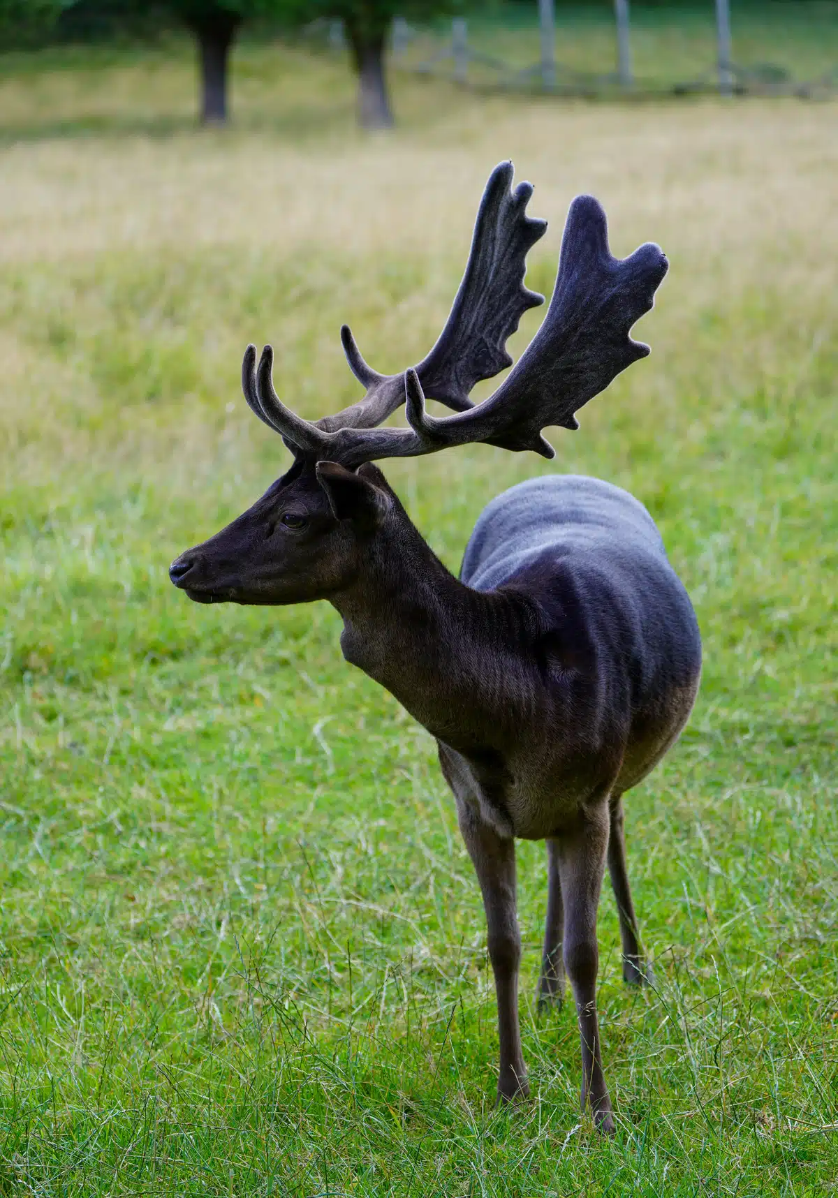 Damwild in Schwarz - Wildtiere in Europa
