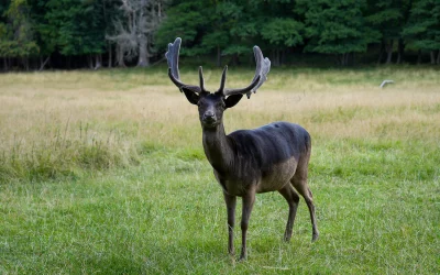 Damwild in schwarz – Ein seltener Farbmorph des Damwilds