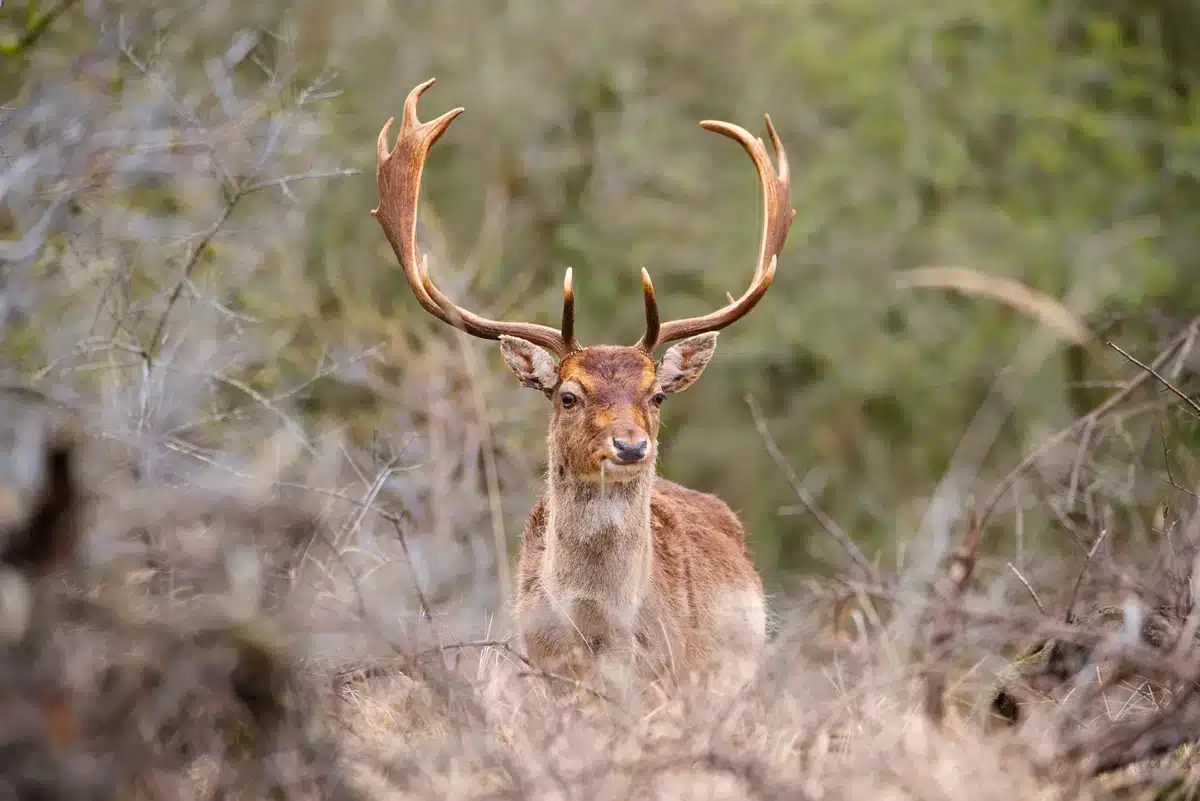 Damwild mit Geweih - Wildtiere in Europa