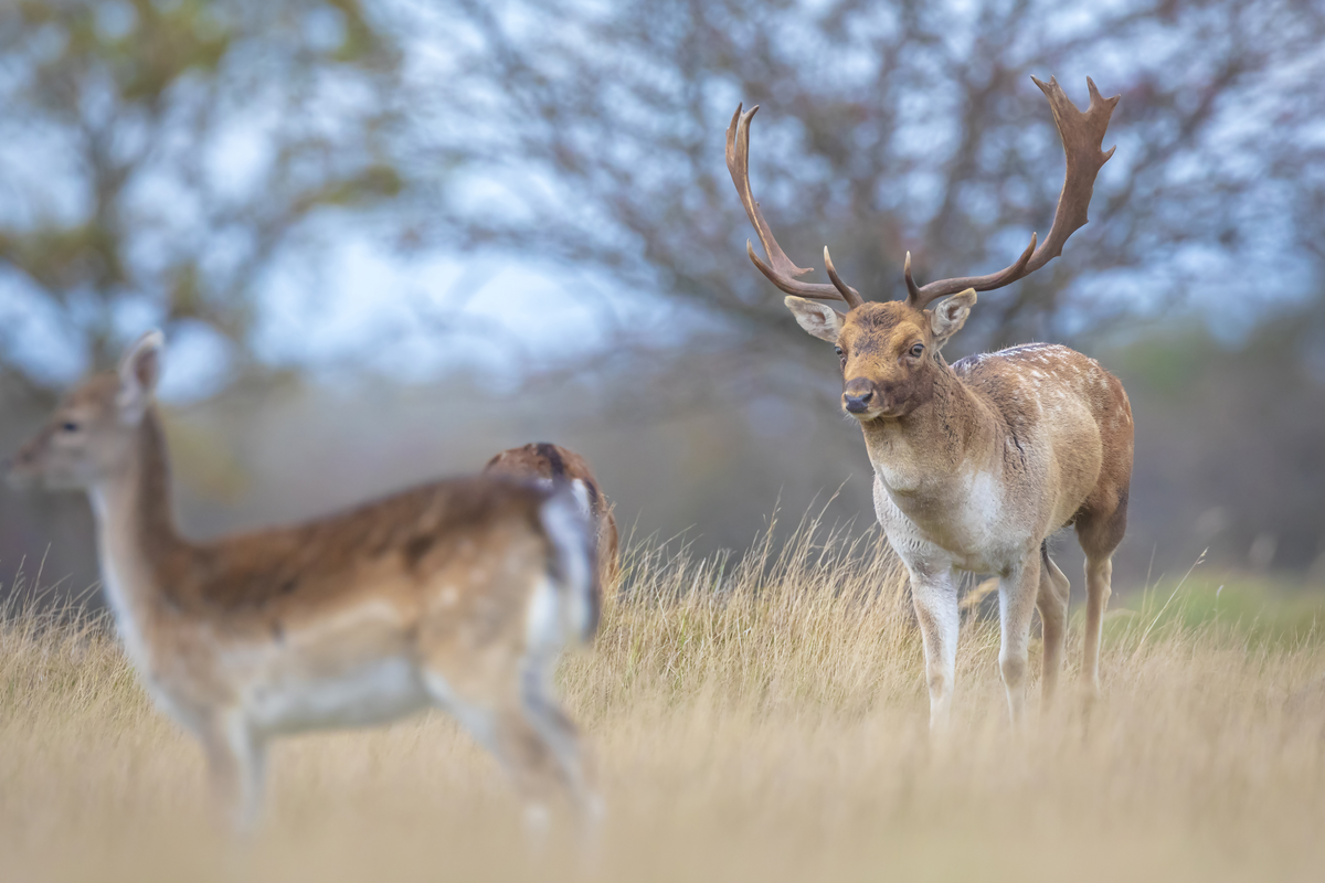 Damwild weiblich gefolgt von einem männchen - Wildtiere in Europa