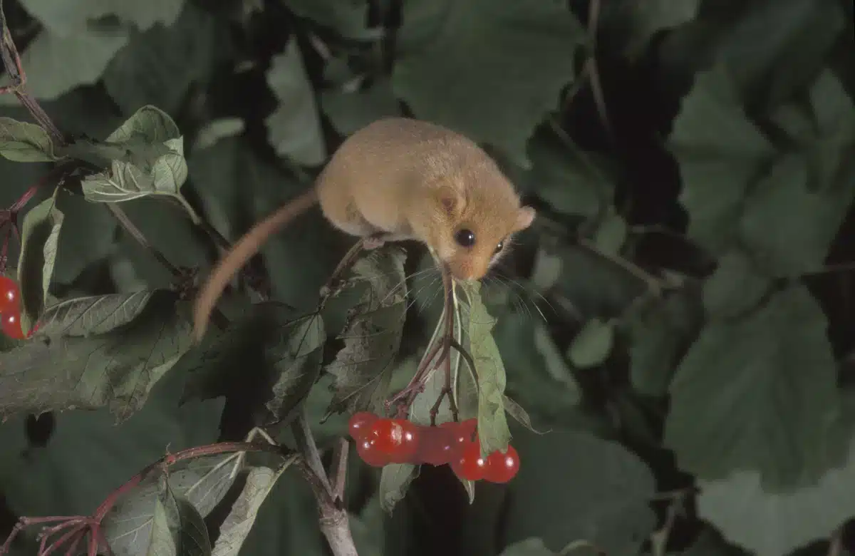 Die Haselmaus Nahrung - Wildtiere in Europa Die Haselmaus Nahrung - Wildtiere in Europa