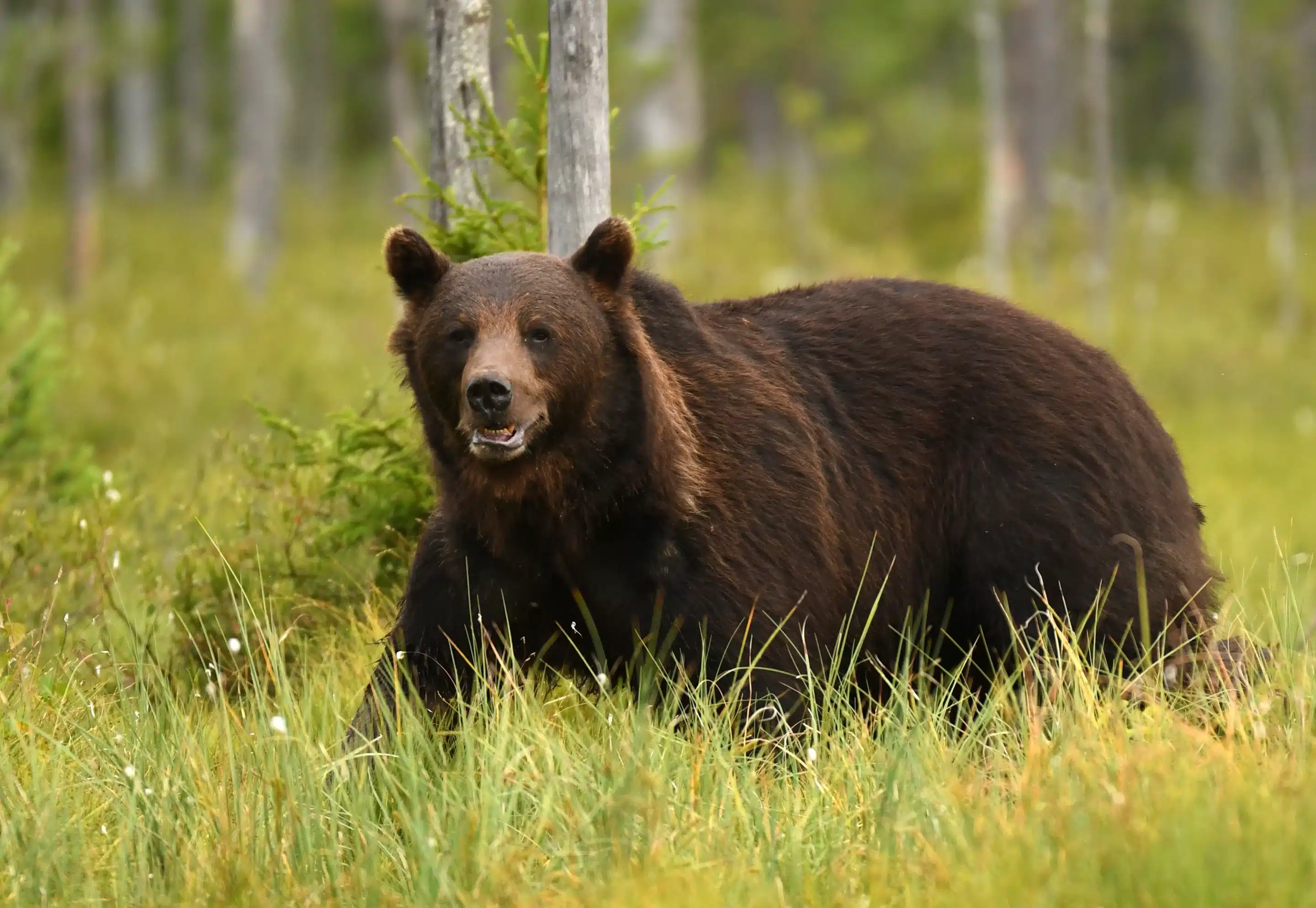Ein Braunbär in Schweden - Wildtiere in Europa