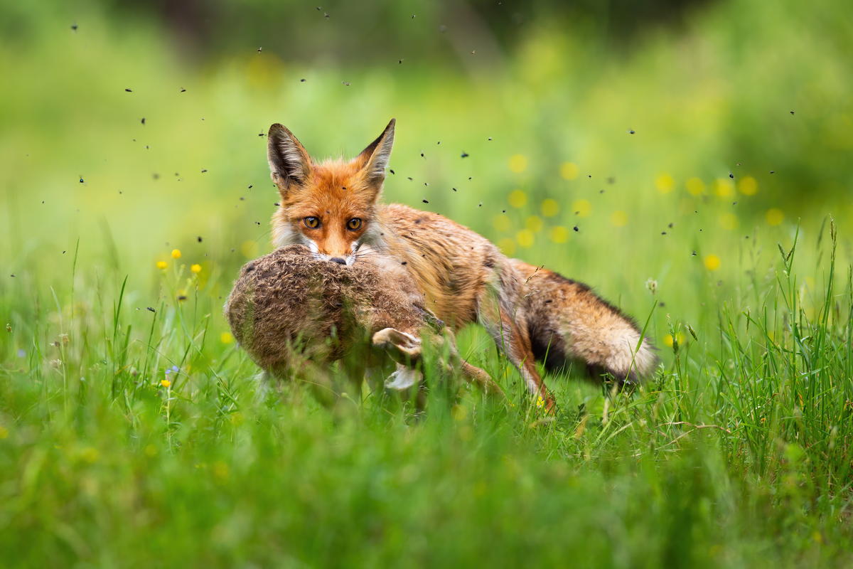 Feldhase Feind - der Fuchs - Wildtiere in Europa