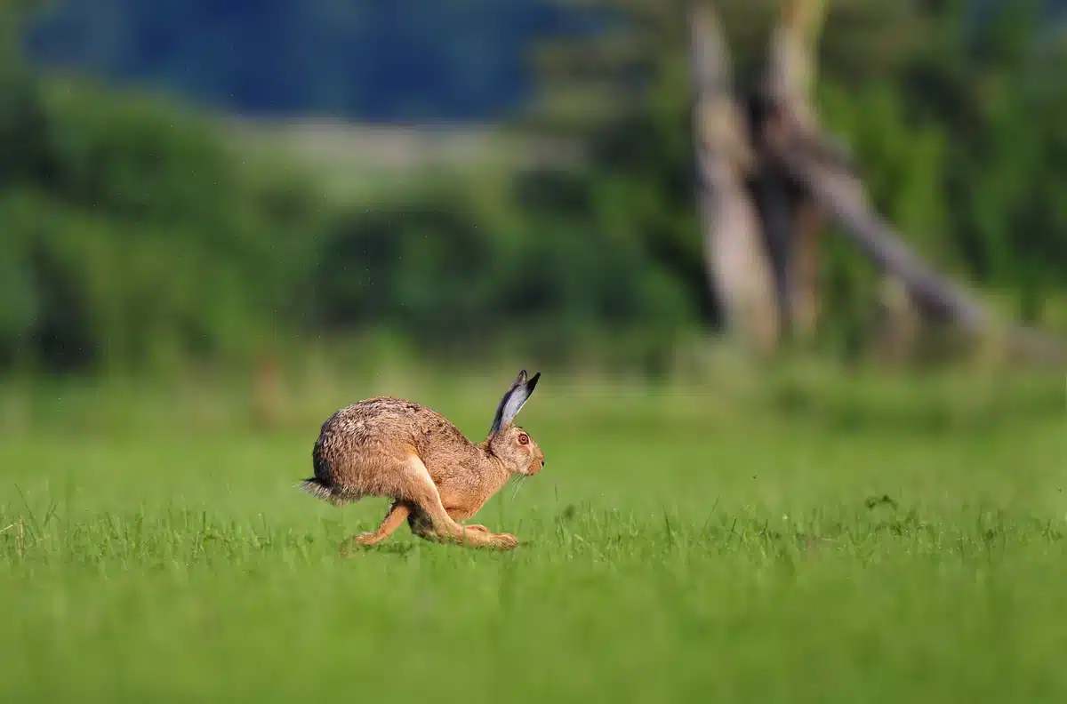 Feldhase Geschwindigkeit - Wildtiere in Europa Feldhase Geschwindigkeit - Wildtiere in Europa