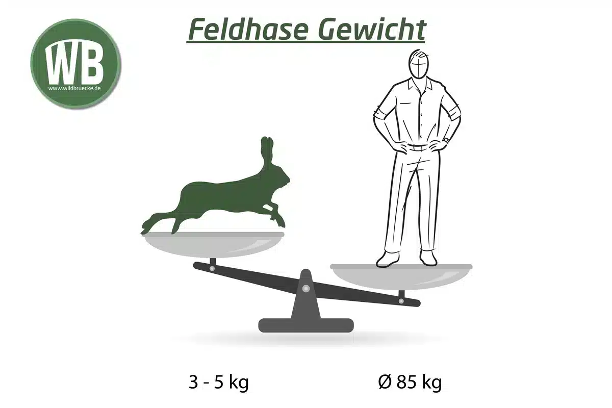 Feldhase Gewicht - Wildtiere in Europa