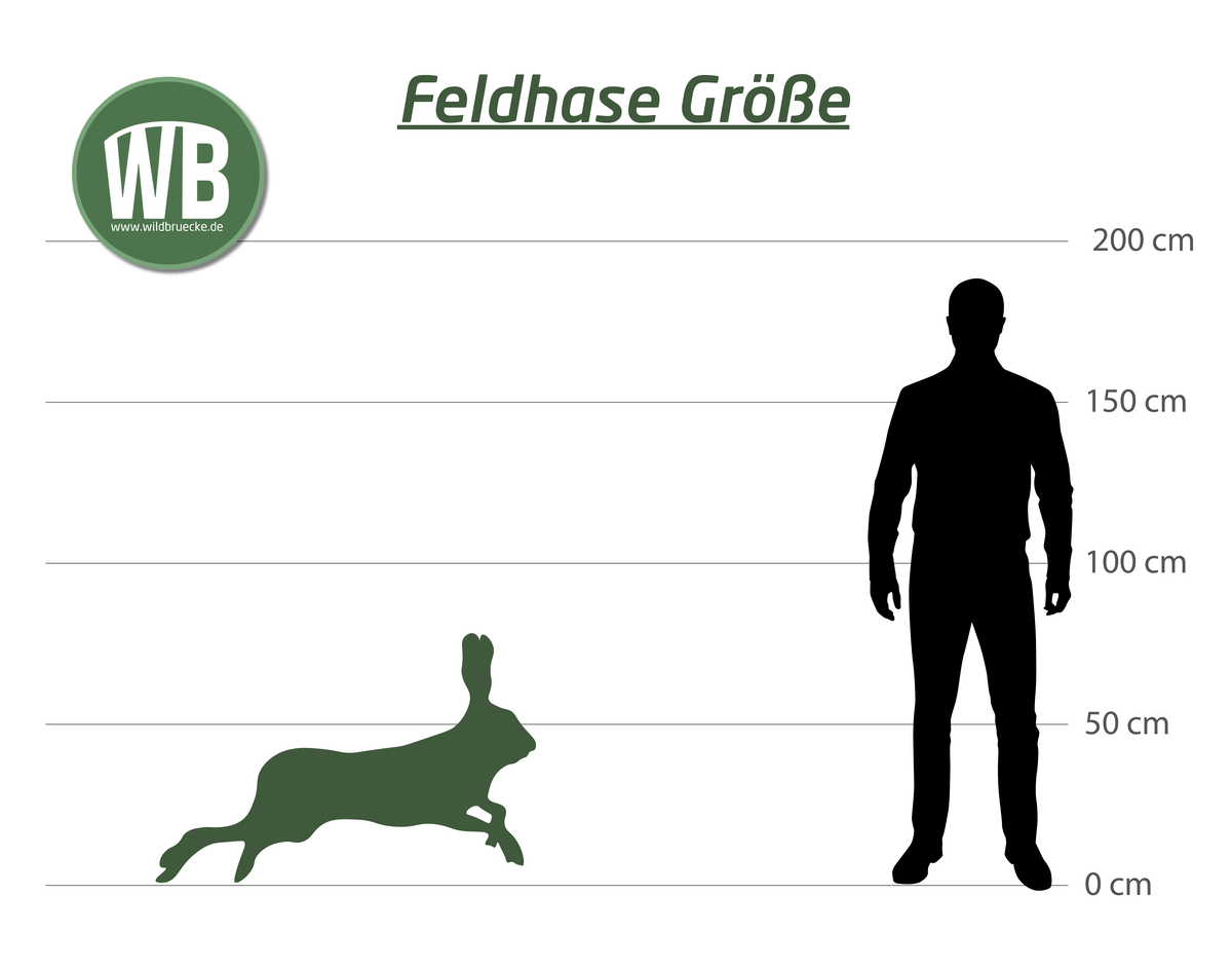 Feldhase Größe zum Menschen - Wildtiere in Europa