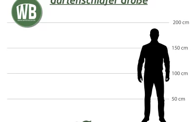 Gartenschläfer Größe – Ein umfassender Überblick