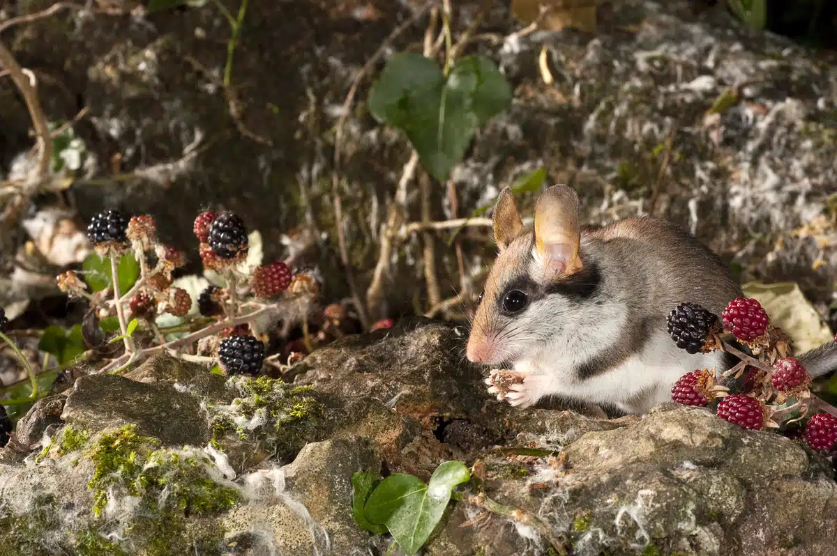 Gartenschläfer Nahrung - Wildtiere in Europa