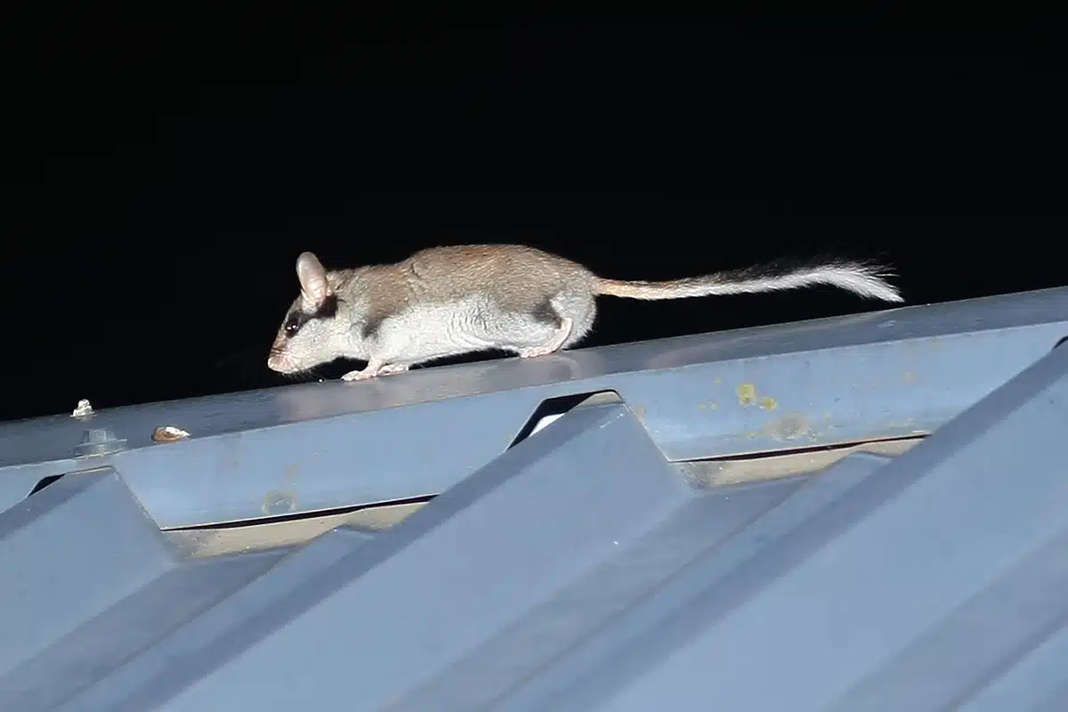 Gartenschläfer auf dem Haus - Wildtiere in Europa