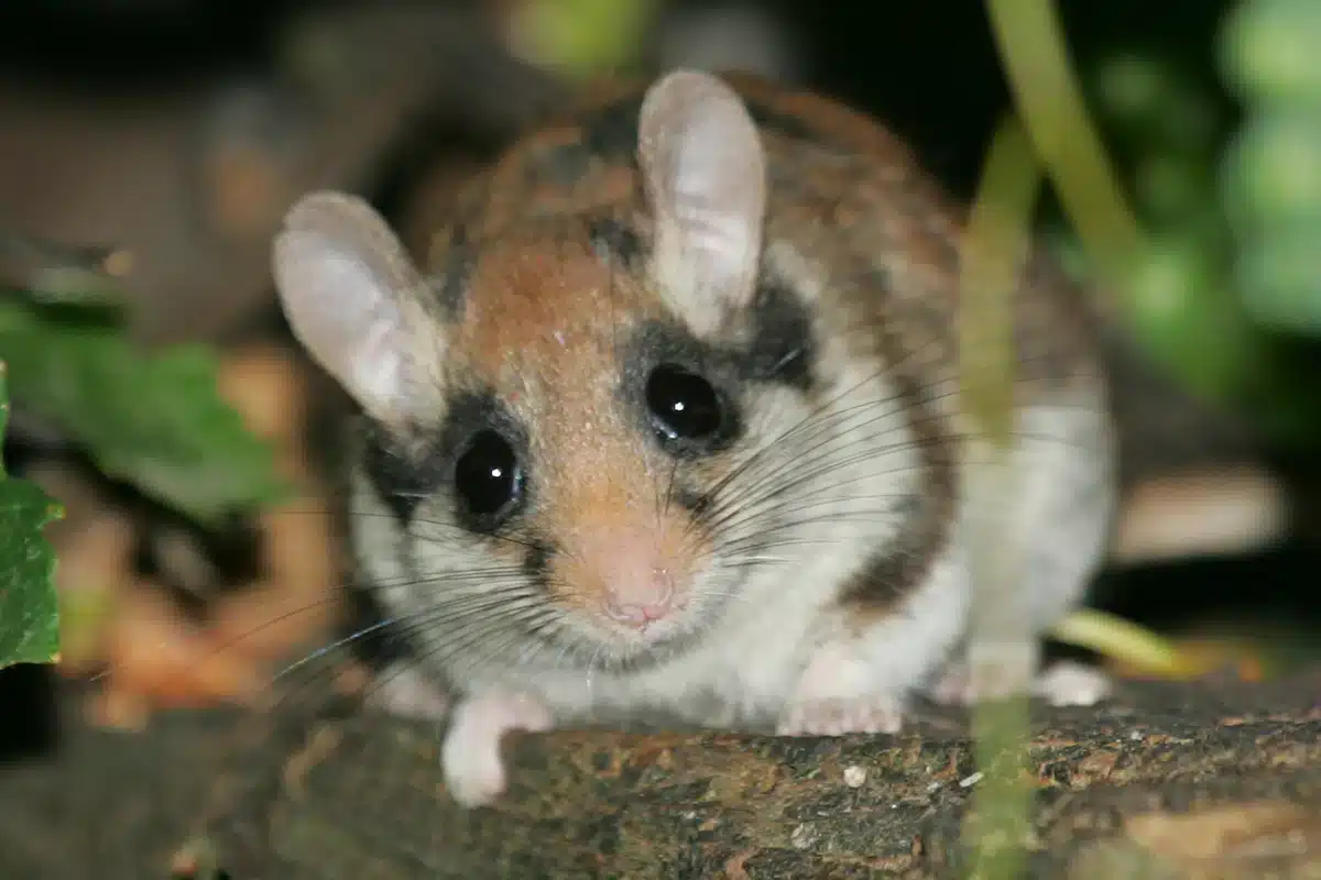 Gartenschläfer vertreiben - Wildtiere in Europa Gartenschläfer vertreiben - Wildtiere in Europa
