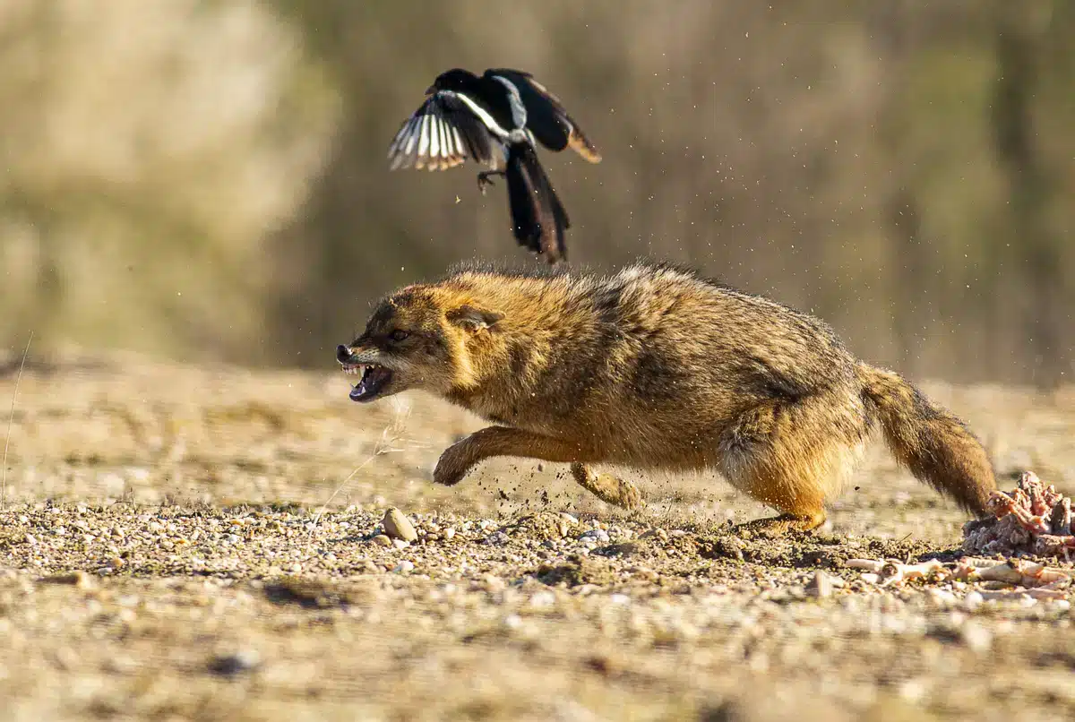 Goldschakal gefährlich - Wildtiere in Europa