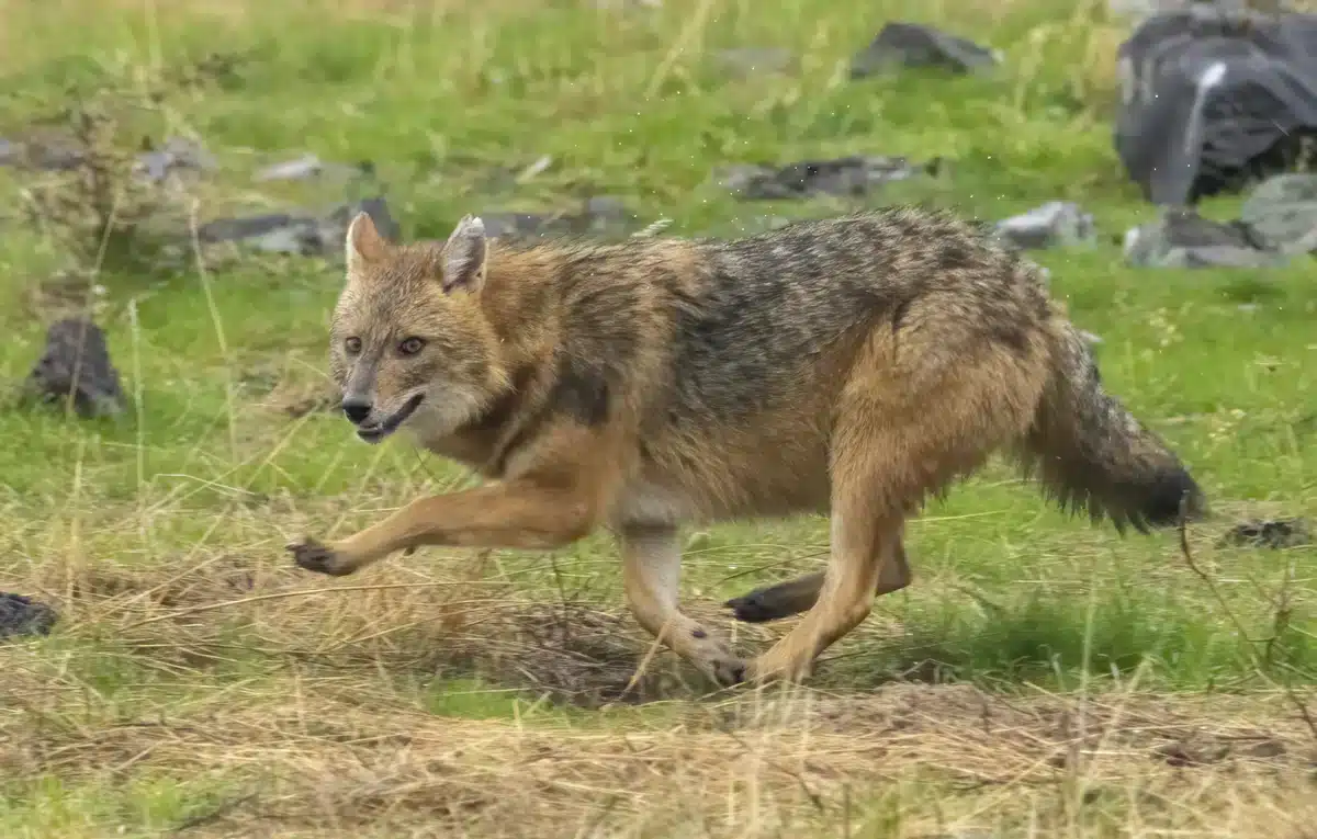 Goldschakal in Bayern - Wildtiere in Europa