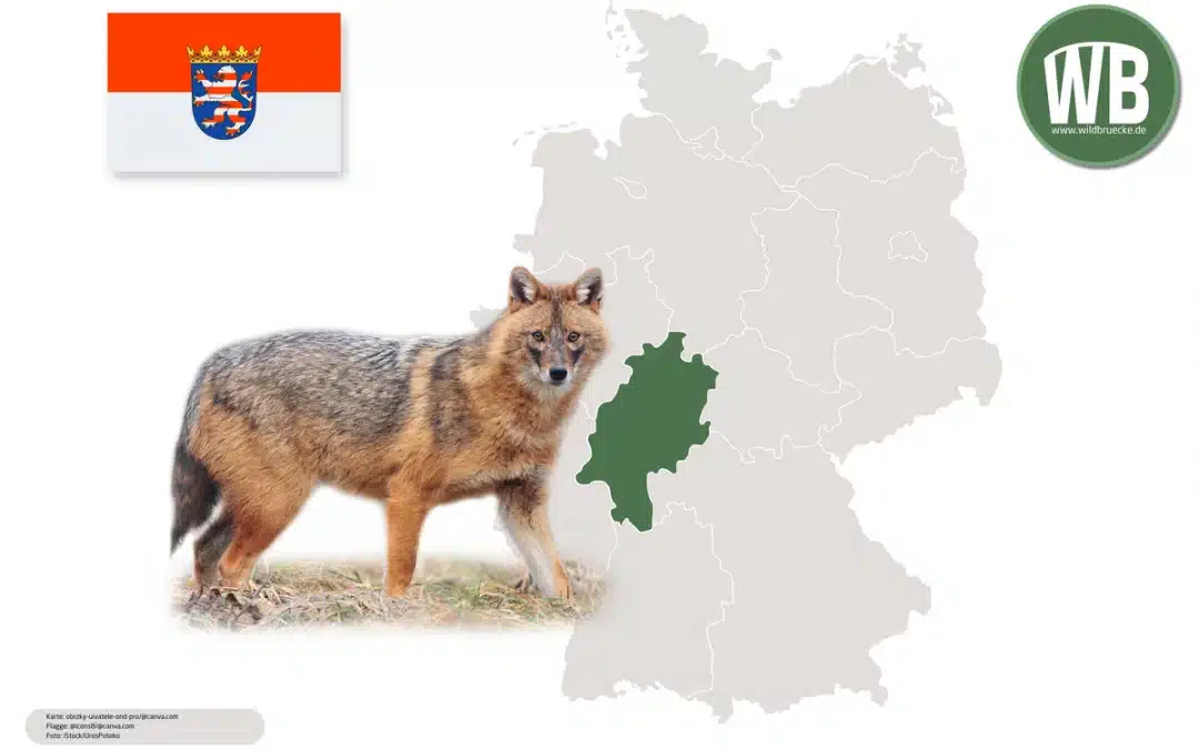 Goldschakal in Hessen – Neuer Bewohner in Deutschlands Wäldern