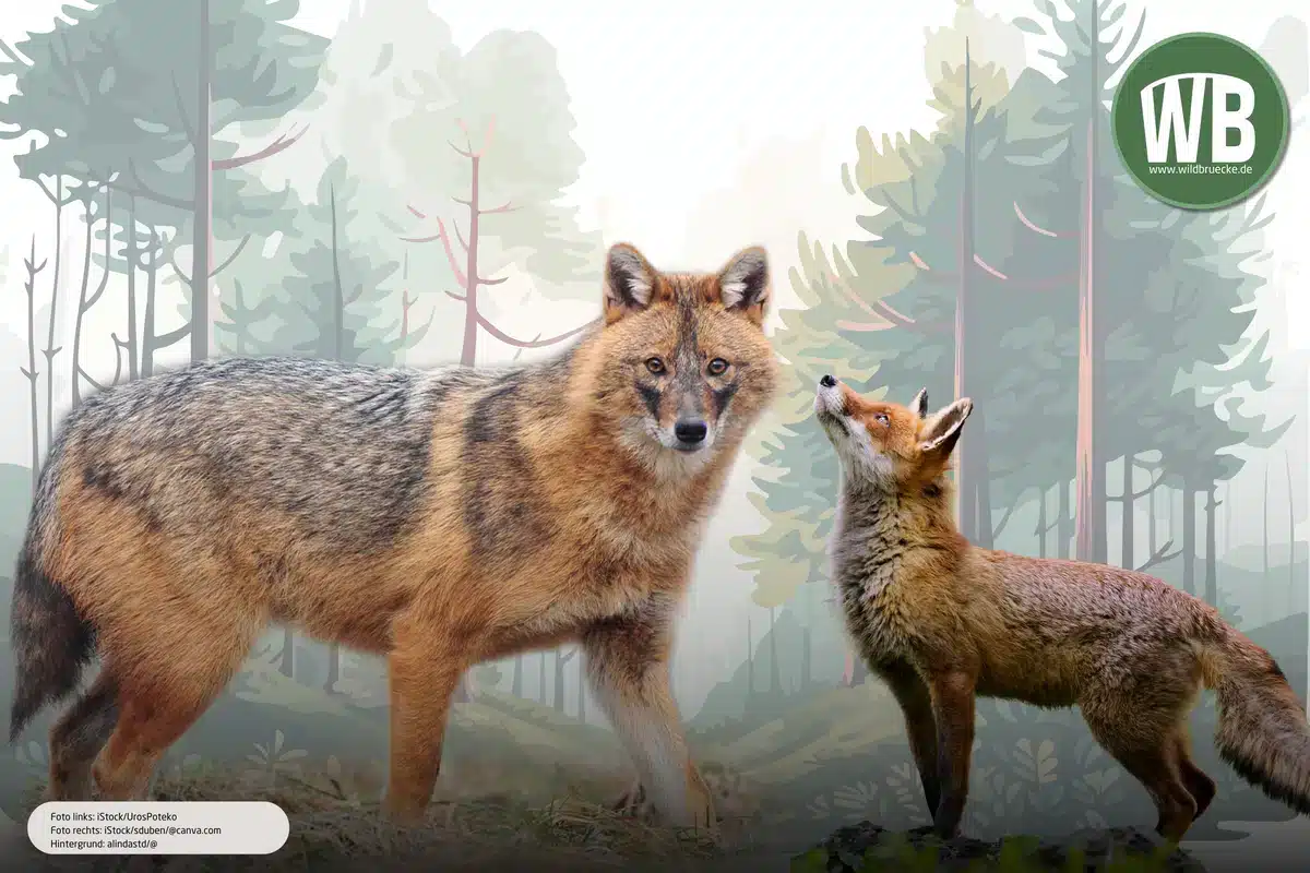 Goldschakal und Fuchs - Wildtiere in Europa Goldschakal und Fuchs - Wildtiere in Europa
