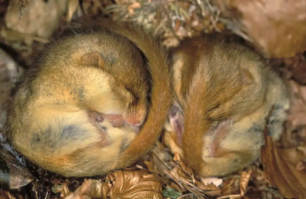 Haselmäuse schlafen - Wildtiere in Europa